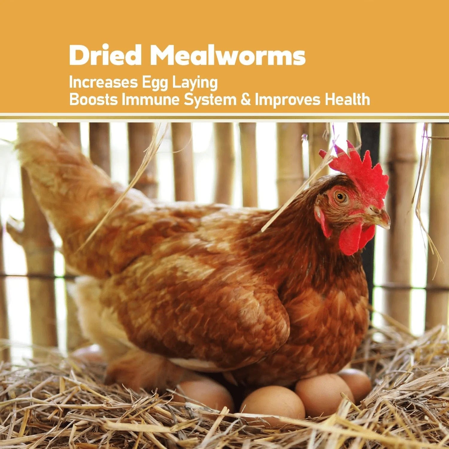 Adaman Dried Mealworms -5 LBS- 100% Natural Non GMO High Protein Mealworms - Bulk Mealworms for Wild Birds, Chicken Treats, Hamster Food, Gecko Food, Turtle Food, Lizard Food Animals & Pet Supplies > Pet Supplies > Bird Supplies > Bird Food Adaman   