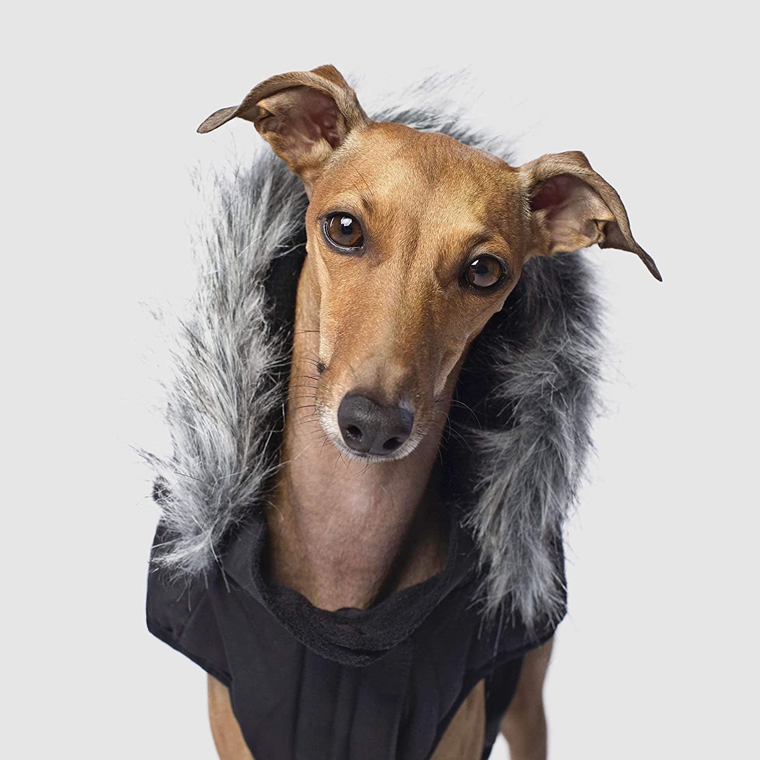 Canada Pooch Dog Winter Vest with Water-Resistent Insulation down Jacket for Warmth Comfortable Winter Dog Coat with Fleece Lining Easy on Velcro Closure for Small Medium Large Dogs - Black/Size 20 Animals & Pet Supplies > Pet Supplies > Dog Supplies > Dog Apparel Canada Pooch   