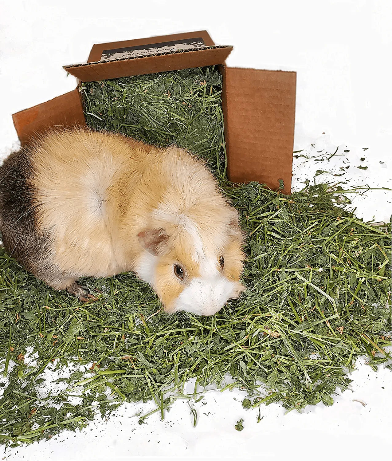 Alfalfa hay for guinea pigs best sale