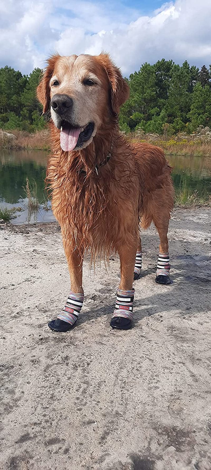 All Weather Neoprene Paw Protector Dog Boots with Reflective Straps in 5 Sizes! (XXL (4.5X4.5 In.)) Animals & Pet Supplies > Pet Supplies > Dog Supplies > Dog Apparel CeeSquared Multicolor Large 