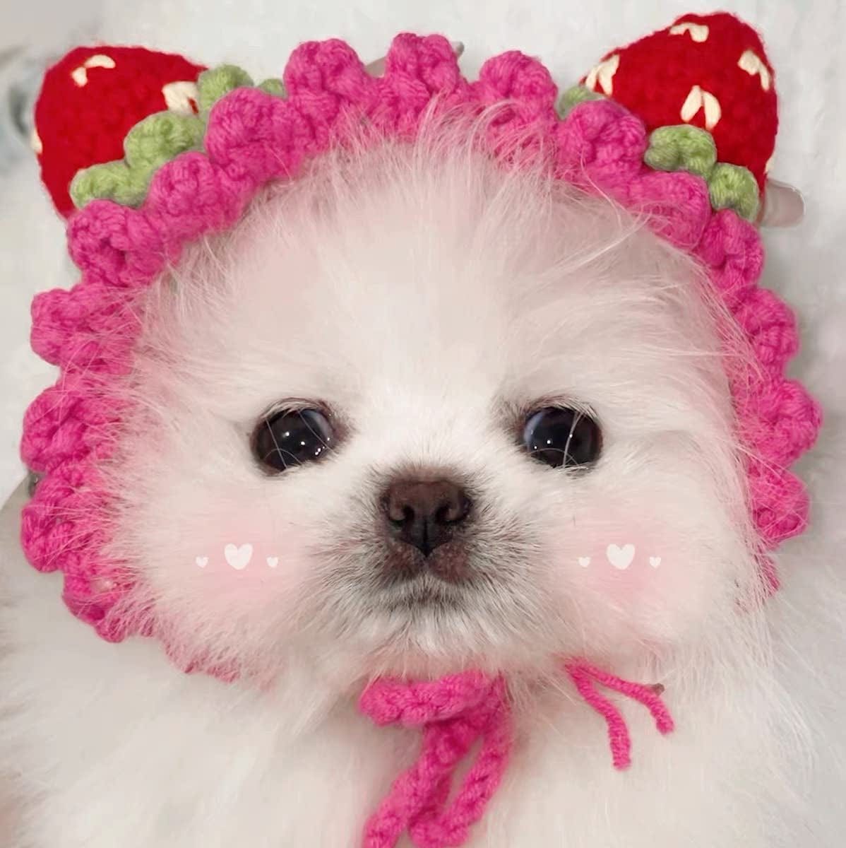 cute dogs in hats