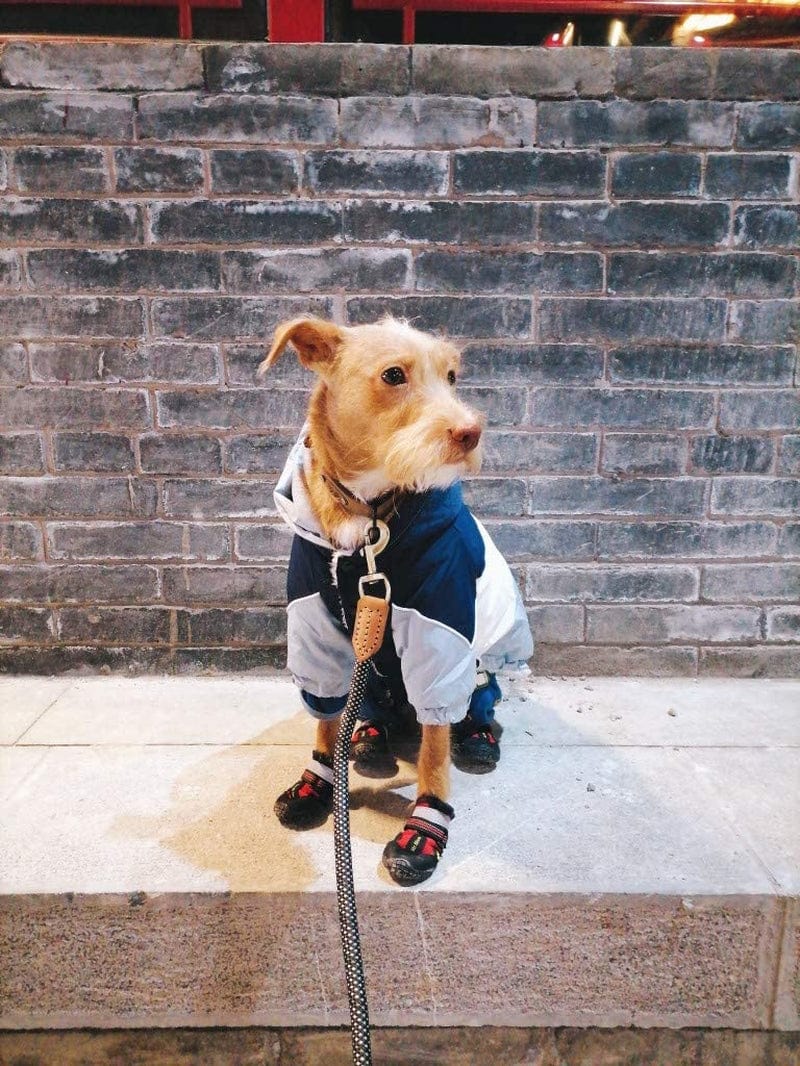 ASMPET Dog Booties, Waterproof Paw Protector Dog Hiking Boots, anti Slip Sole Dog Shoes for Hardwood Floor, Dog Boots for Small Dog Hot Pavement, 4 PCS Red 03 (L*W: 2.1"X 1.8") Animals & Pet Supplies > Pet Supplies > Dog Supplies > Dog Apparel ASMPET   