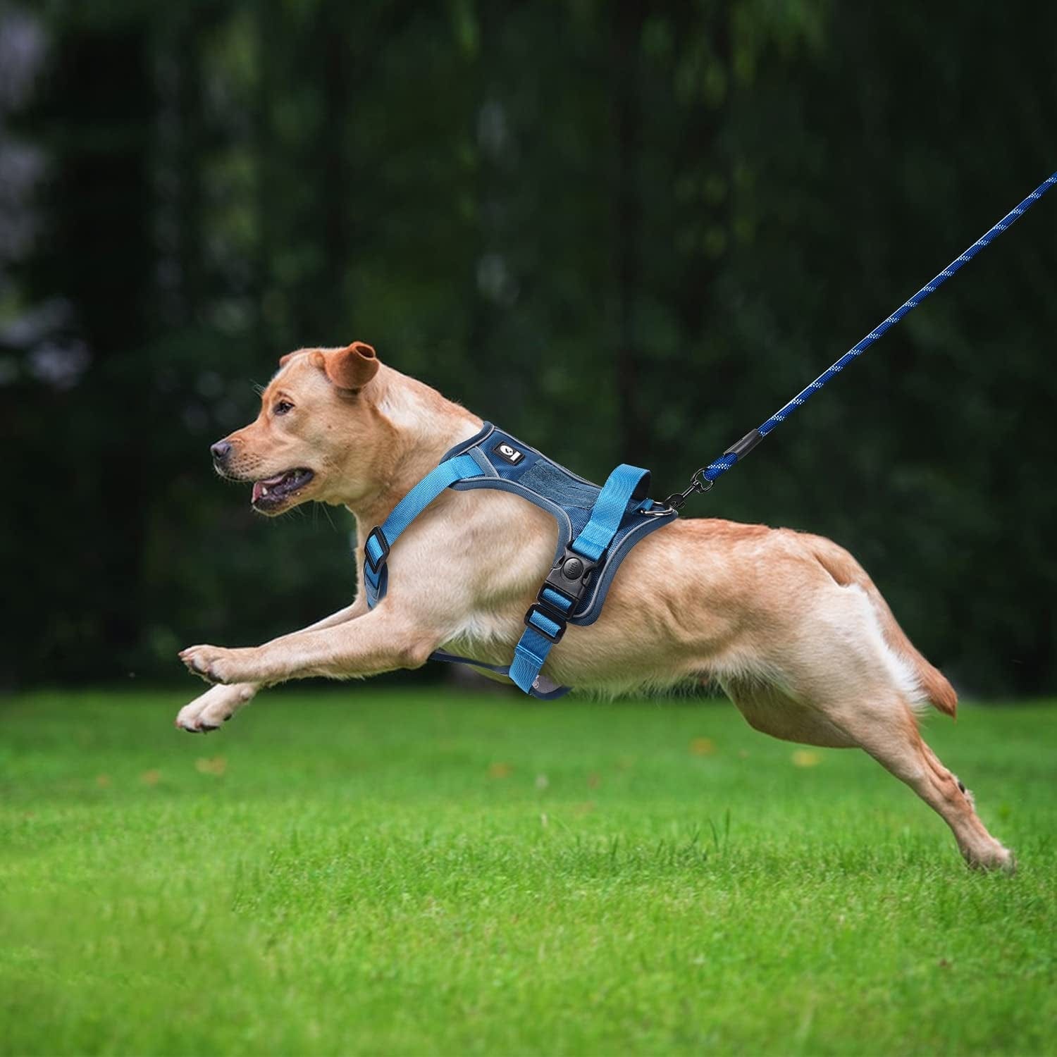 ATOYSKPX No Pull Dog Harness and Leash Set, Adjustable Breathable Dog Vest Harness with 5Ft Leash, No Choke Soft Dog Harness Vest for Small Medium Dog (Blue, 【M】 Neck 16.5"-20.5", Chest 17.3"-24") Animals & Pet Supplies > Pet Supplies > Dog Supplies > Dog Apparel ATOYSKPX   