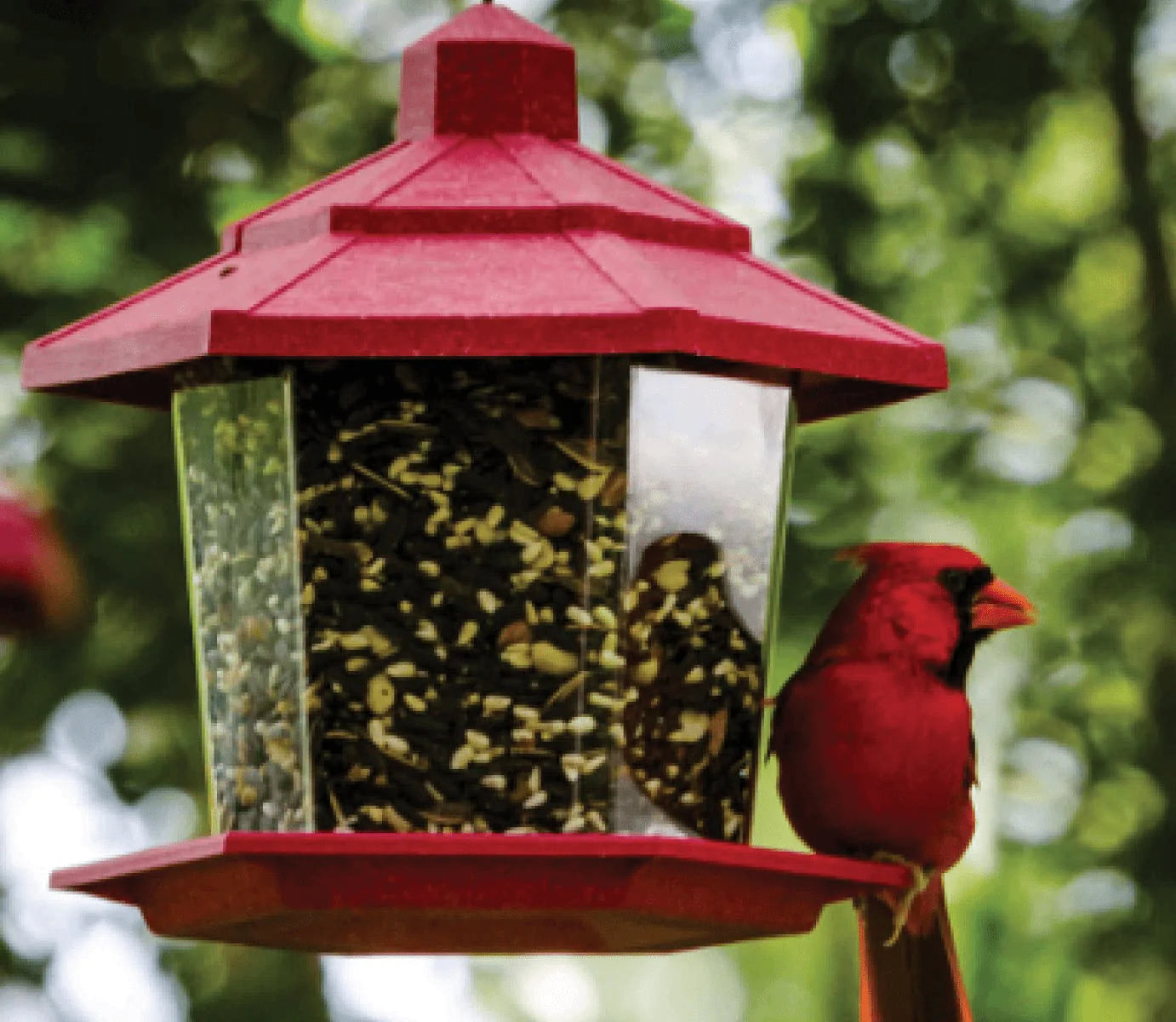 Audubon Park 12231 Cardinal Blend Wild Bird Food, 4-Pounds Animals & Pet Supplies > Pet Supplies > Bird Supplies > Bird Food Audubon Park   