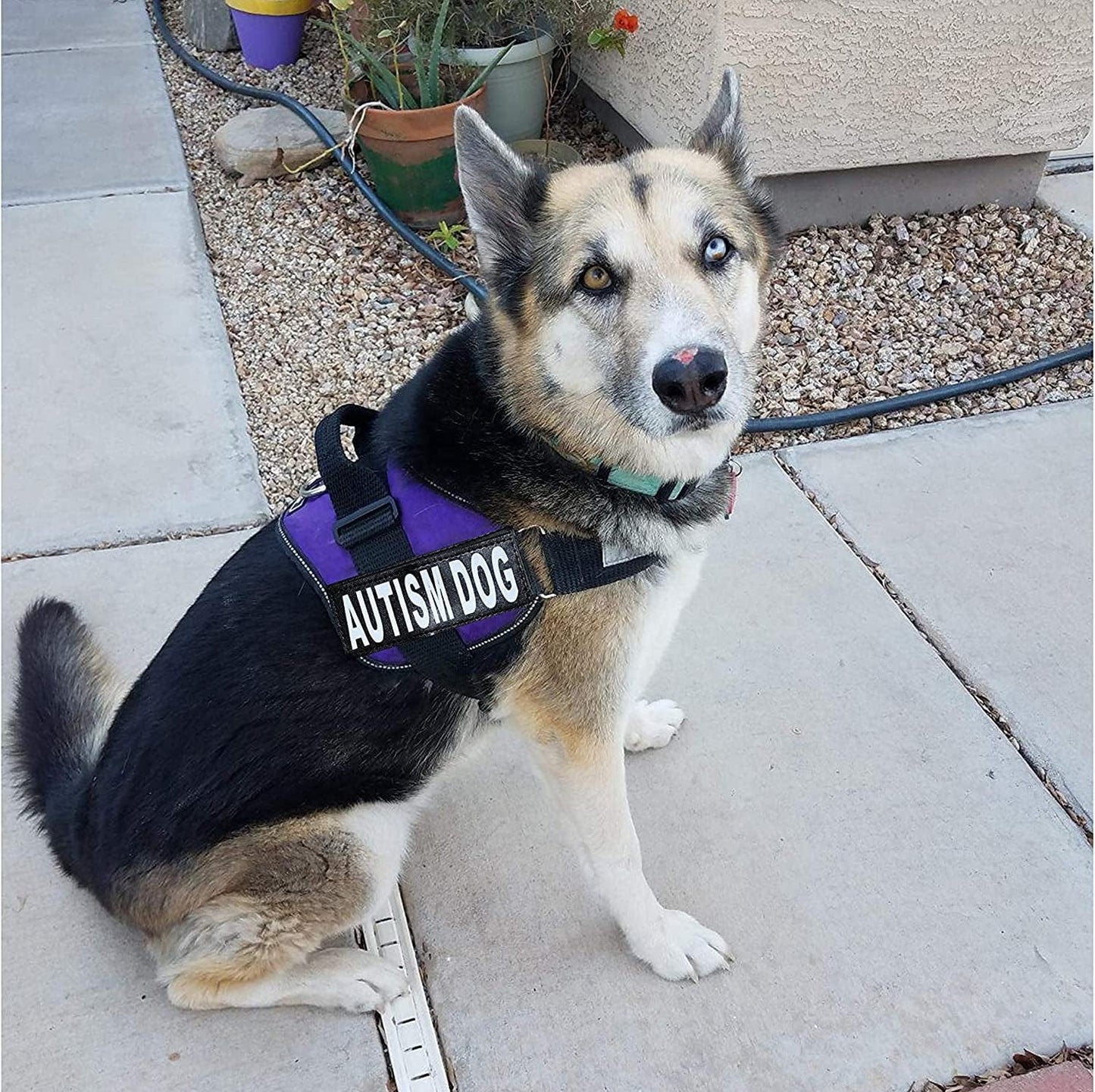 Autism Nylon Service Dog Vest Harness. Purchase Comes with 2 Reflective Autism Dog Removable Patches. Please Measure Your Dog before Ordering Animals & Pet Supplies > Pet Supplies > Dog Supplies > Dog Apparel Doggie Stylz   