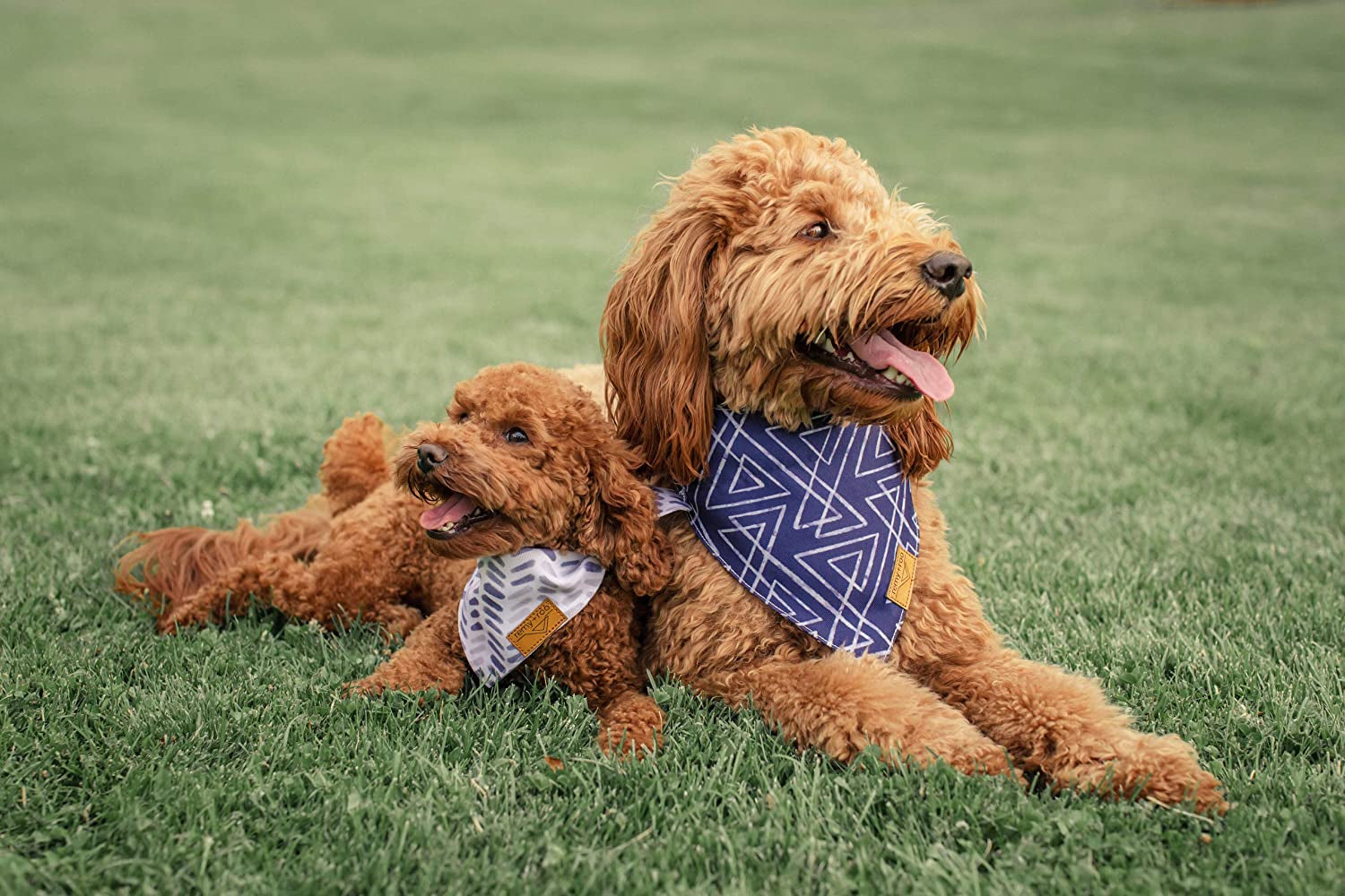 Remy+Roo Dog Bandanas - 4 Pack | Classic Set | Premium Durable Fabric | Unique Shape | Adjustable Fit | Multiple Sizes Offered (Large) Animals & Pet Supplies > Pet Supplies > Dog Supplies > Dog Apparel Remy+Roo   