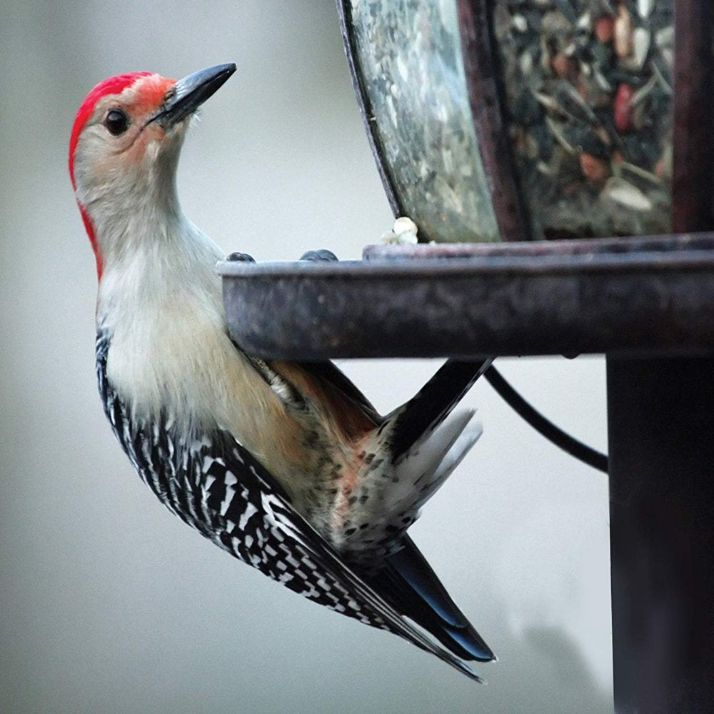 Audubon Park 10674 4.75 Lb Woodpecker Wild Bird Food