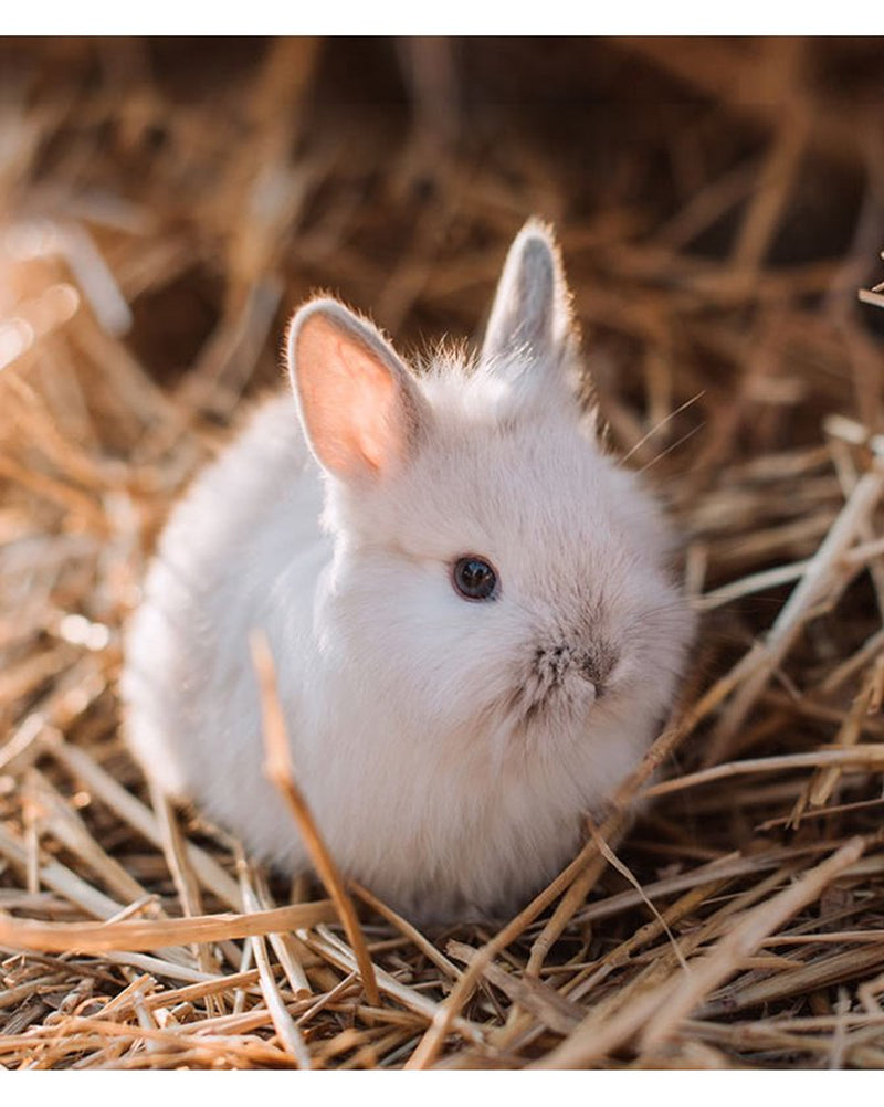 Tiny Friends Farm Russel Rabbit Food 5.5Lb Animals & Pet Supplies > Pet Supplies > Small Animal Supplies > Small Animal Food Supreme Petfoods   
