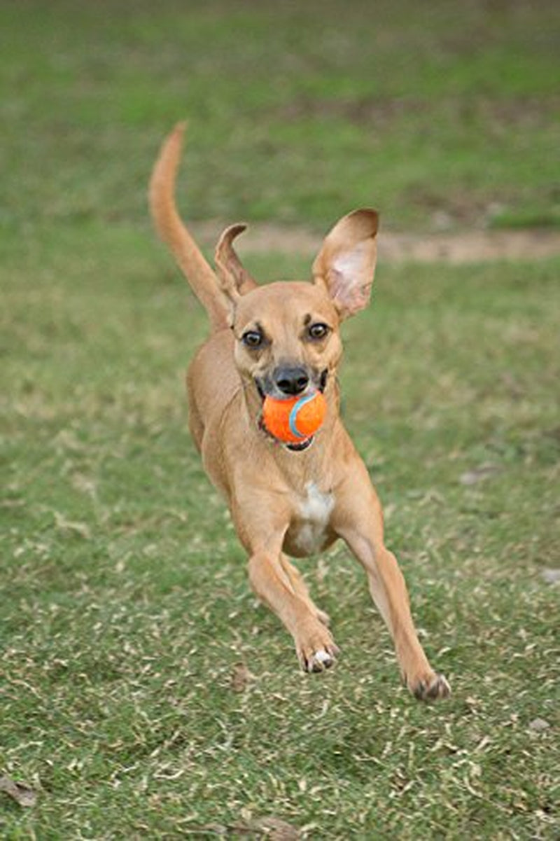 Chuckit! Durable Tennis Ball Dog Toy, Medium, 4 Count Animals & Pet Supplies > Pet Supplies > Dog Supplies > Dog Toys Doskocil Manufacturing Co Inc   