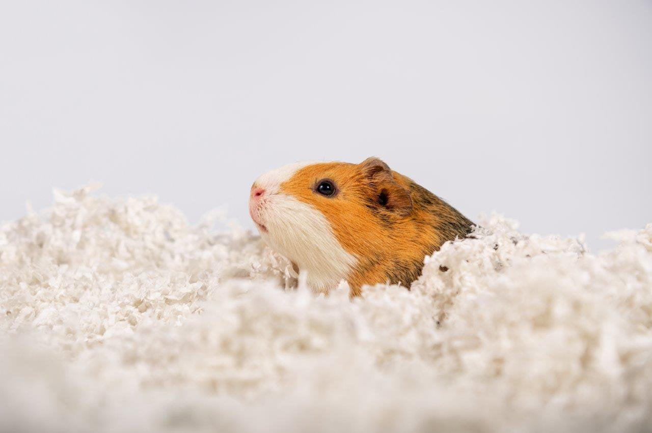 Pets Pick 36L White Uber Pet Bedding, Hamster, Rabbit, Rat Animals & Pet Supplies > Pet Supplies > Small Animal Supplies > Small Animal Bedding American Wood Fibers   