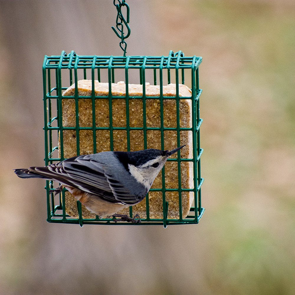 C&S Sunflower Treat Suet, for Year round Feeding, 11 Oz Cake, Wild Bird Food Animals & Pet Supplies > Pet Supplies > Bird Supplies > Bird Food Central Garden and Pet   