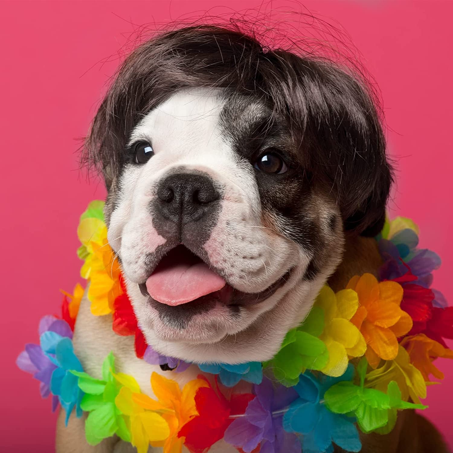 Dog Wig Dog Costume, Funny Dog Cat Cosplay Wig, Dog Costumes Wig