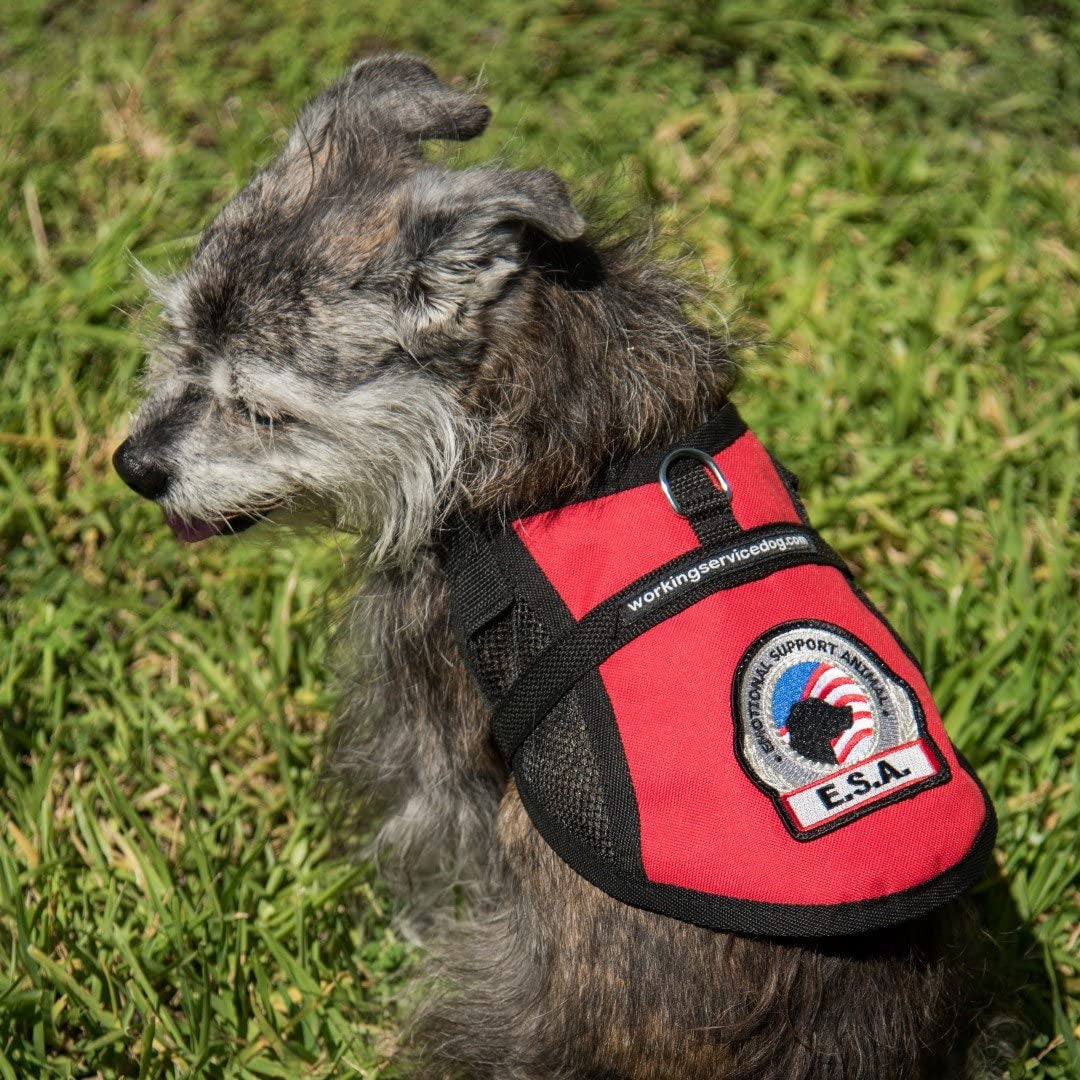 Premium Emotional Support Dog Vest | ESA Dog Vest | Mesh Cooling Panel | Emotional Support Dog Harness | Includes 5 Federal Law ESA Handout Cards (9" - 13" Girth, Red) Animals & Pet Supplies > Pet Supplies > Dog Supplies > Dog Apparel Working Service Dog   