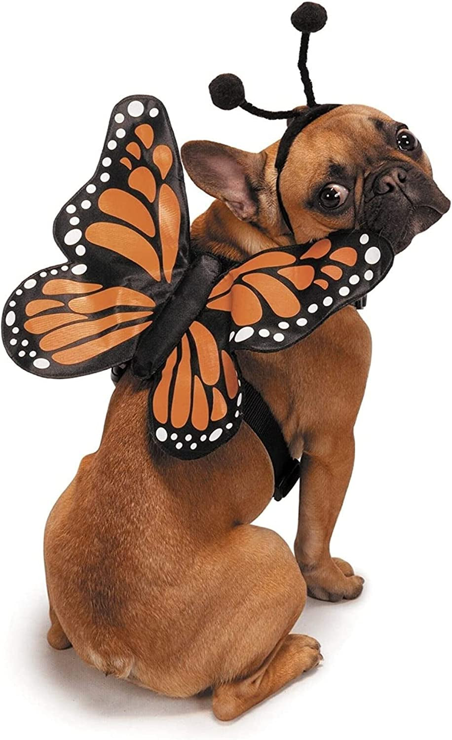 Zack & Zoey Butterfly Glow Harness Costume for Dogs, X-Large Animals & Pet Supplies > Pet Supplies > Dog Supplies > Dog Apparel PetEdge Dealer Services Large  