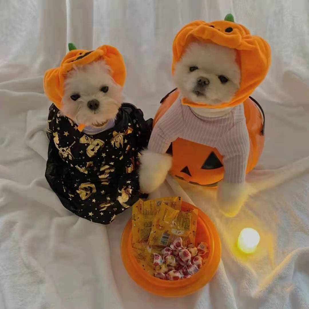 Yolsun Cat Halloween Pumpkin Costume Puppy Kitten Pumpkin Hat Headdress for Halloween Cosplay Dress Up Animals & Pet Supplies > Pet Supplies > Dog Supplies > Dog Apparel YOLSUN   