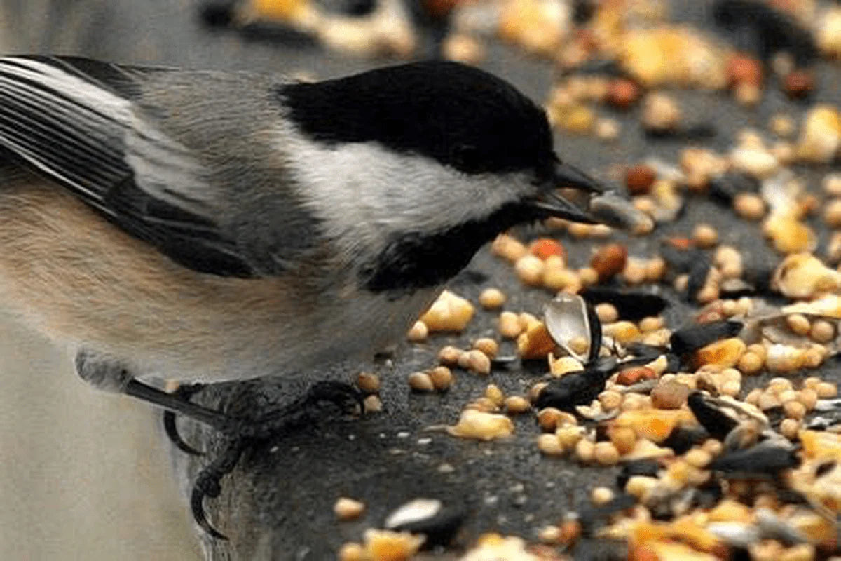 Backyard Seeds Classic Berry Blend Sunflower Bird Seed Mix in Bucket 15 Pounds Animals & Pet Supplies > Pet Supplies > Bird Supplies > Bird Food CountryMax   