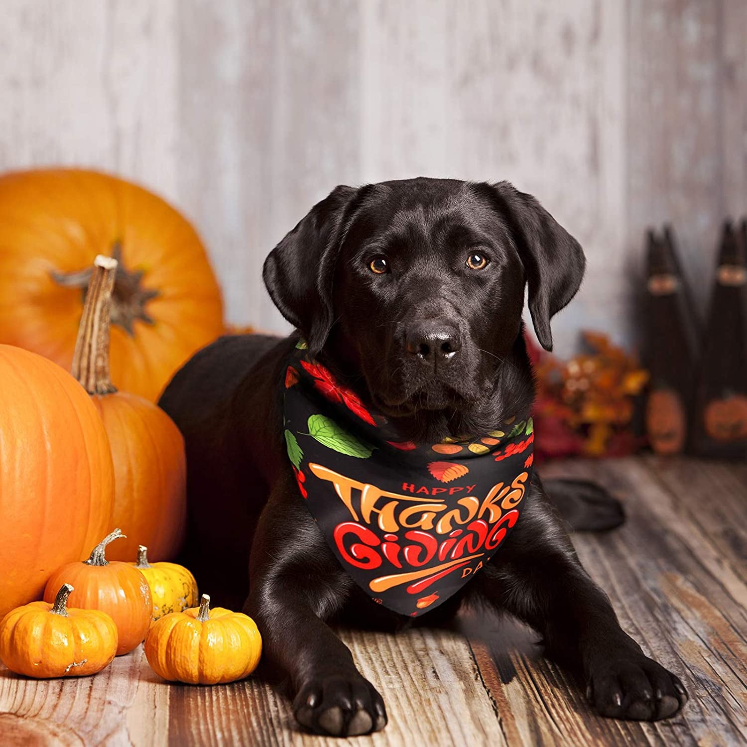 URATOT 3 Pack Thanksgiving Dog Bandanas Fall Harvest Pet Kerchief Scarf Turkey Pumpkin Bandana Bibs for Thanksgiving Holiday Party Animals & Pet Supplies > Pet Supplies > Dog Supplies > Dog Apparel URATOT   