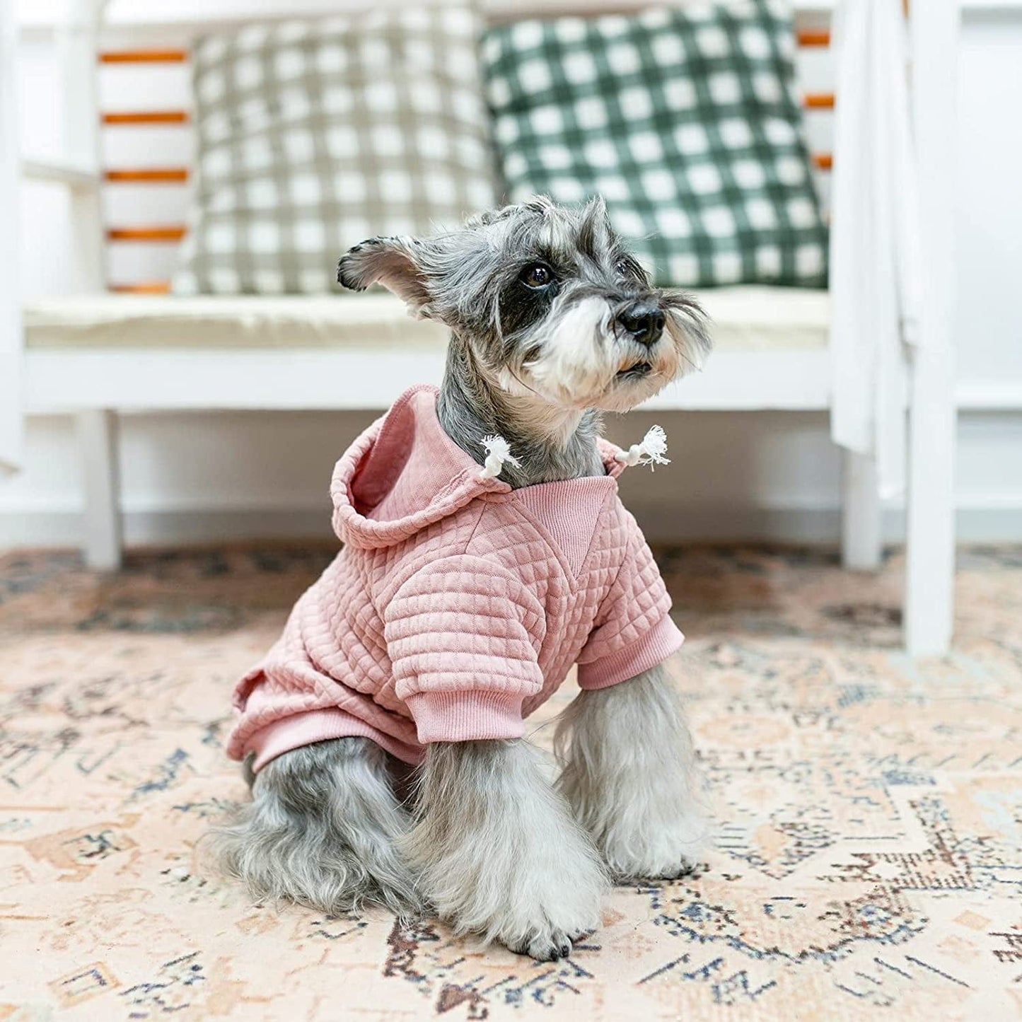 Small dog discount sweaters and coats