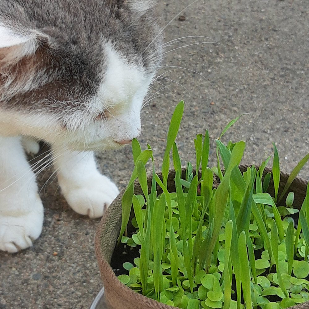 Organic Cat Grass Kit (Cat Salad) Organic Greens, Eco-Friendly, Brand: the Rude Kitty Animals & Pet Supplies > Pet Supplies > Cat Supplies > Cat Treats The Rude Kitty   