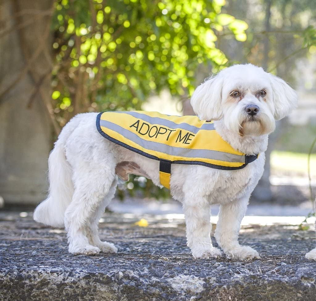 Dexil Limited Adopt ME Yellow Warm Dog Coats S-M M-L L-XL Waterproof Reflective Fleece Lined Donate to Your Local Charity (S-M Back 12" Animals & Pet Supplies > Pet Supplies > Dog Supplies > Dog Apparel FriendlyDogCollars   