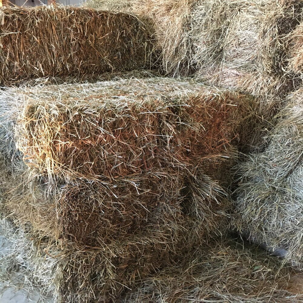 Taul Farms Certified Organic Premium Orchard Grass Clover Hay for Rabbits & Small Pets Animals & Pet Supplies > Pet Supplies > Small Animal Supplies > Small Animal Food Taul Farms   