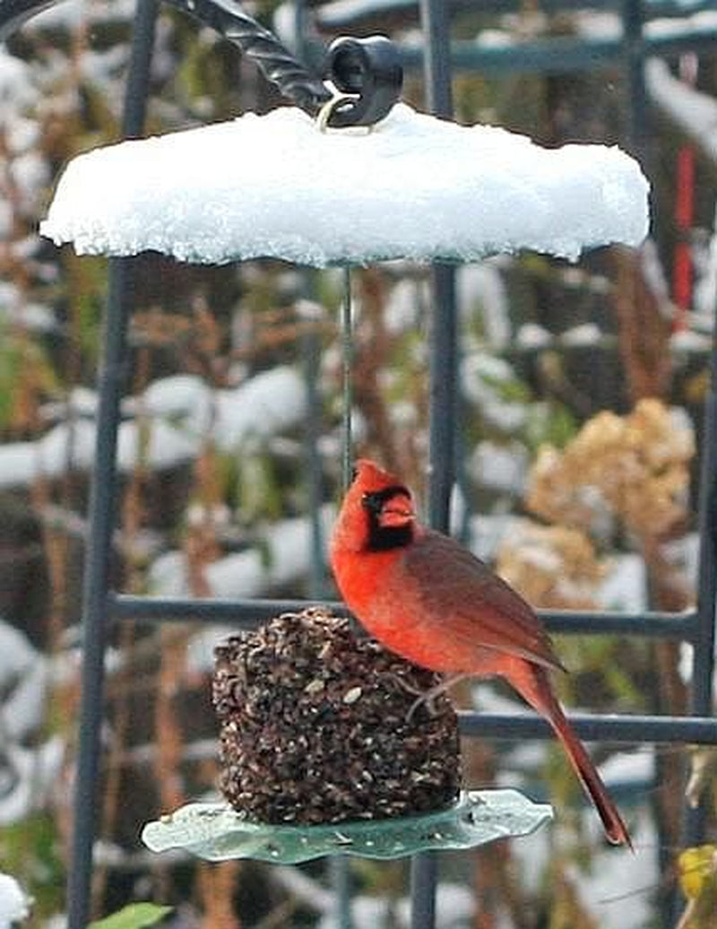 Heath Outdoor Stack'M Seed Cakes for Cardinals and All Wild Birds Animals & Pet Supplies > Pet Supplies > Bird Supplies > Bird Food Heath Manufacturing Co   