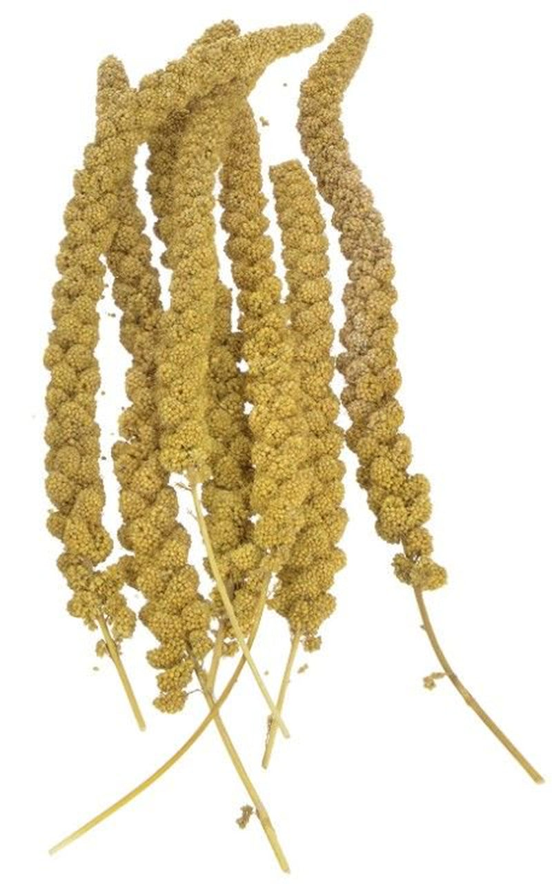 Sunseed Golden Millet Spray Natural Bird Treat 5 Lbs Animals & Pet Supplies > Pet Supplies > Bird Supplies > Bird Treats SunSeed   