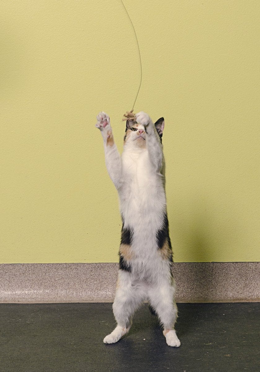 Cat Dancer Original Interactive Cat Toy Animals & Pet Supplies > Pet Supplies > Cat Supplies > Cat Toys Cat Dancer Products, Inc.   