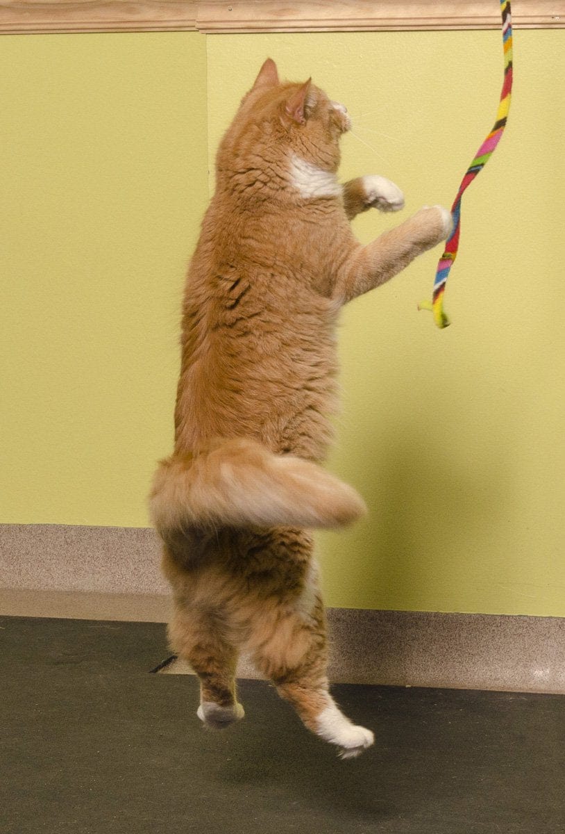 Cat Dancer Rainbow Charmer Cat Toy Animals & Pet Supplies > Pet Supplies > Cat Supplies > Cat Toys Cat Dancer Products, Inc.   