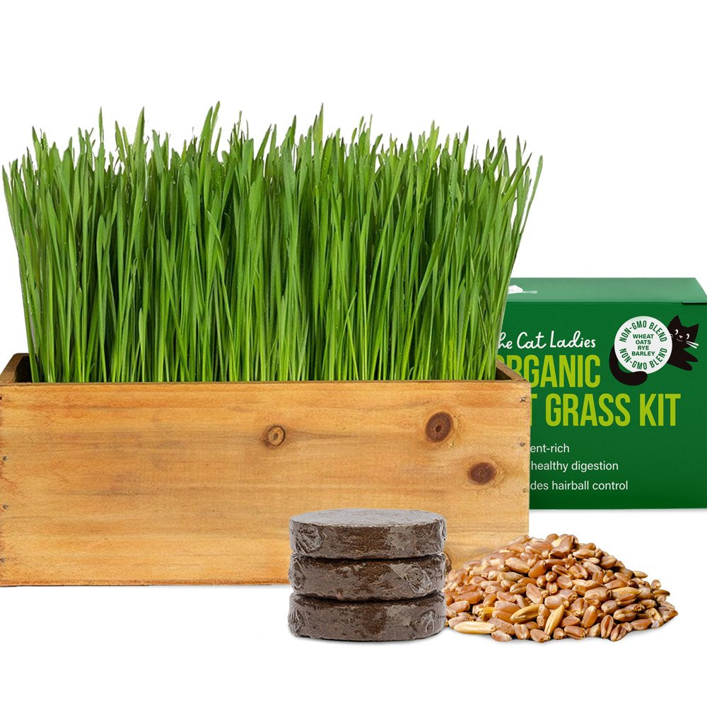 The Cat Ladies Organic Cat Grass Growing Kit with Black Wooden Planter Animals & Pet Supplies > Pet Supplies > Cat Supplies > Cat Treats The Cat Ladies Natural  