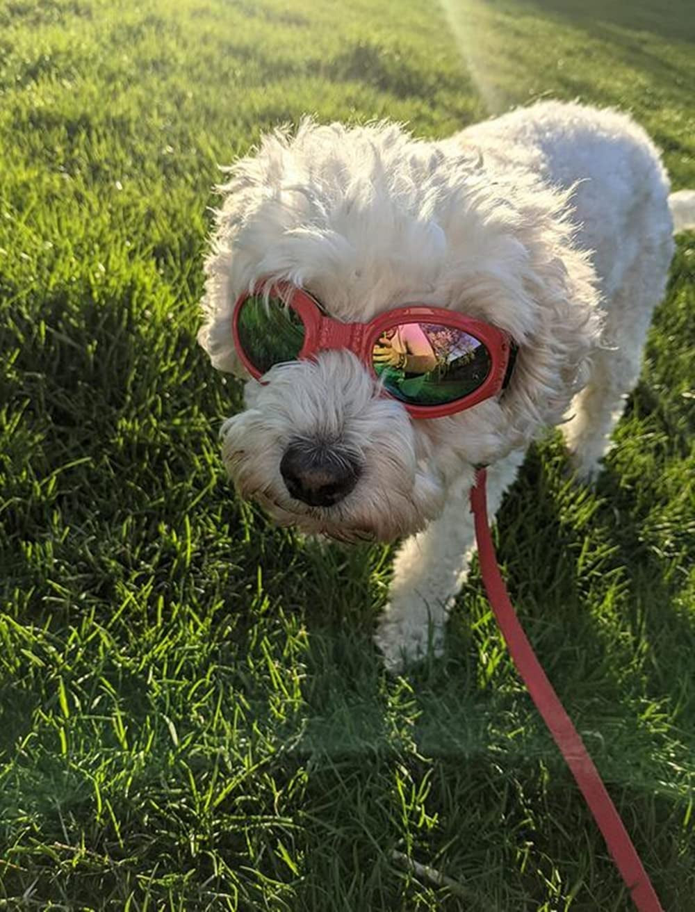 Qlovjun Dog Goggles,Dog Sunglasses UV Protection Wind Protection Dust Protection Waterproof for Open Door Dog Weight over 15Lbs (Red Color) Animals & Pet Supplies > Pet Supplies > Dog Supplies > Dog Apparel Qlovjun   