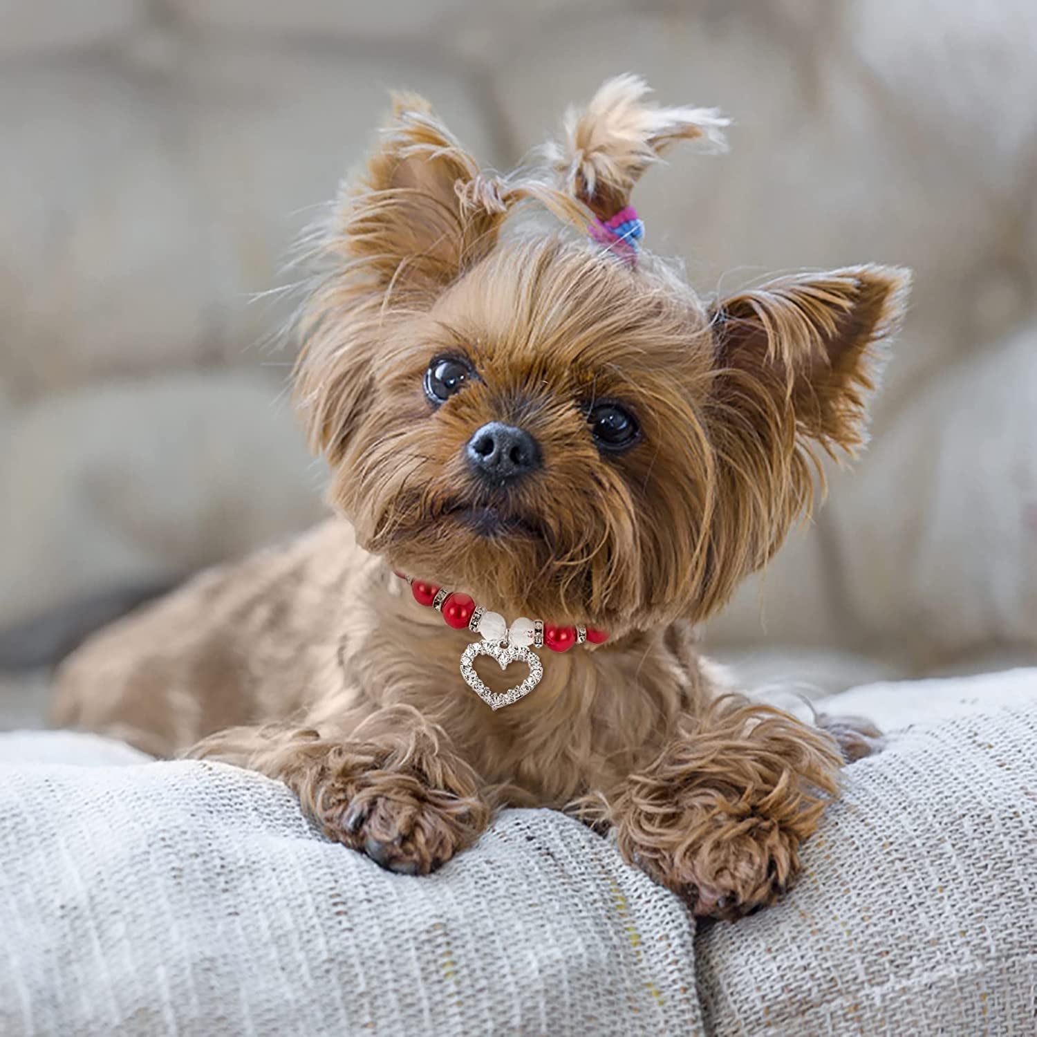 Dog Collar for Large Dogs with Name Pearls and Diamonds Pet Dog Chain Cat Collar Adjustable Dog Bow Tie Collar Animals & Pet Supplies > Pet Supplies > Dog Supplies > Dog Apparel TTBDWiian   