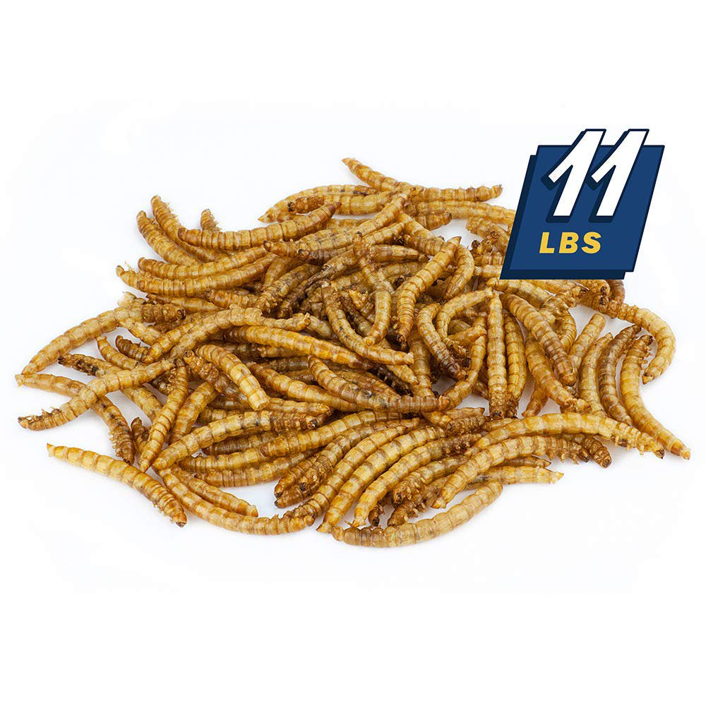 MBTP Bulk Dried Mealworms - Treats for Chickens & Wild Birds (11 Lbs) Animals & Pet Supplies > Pet Supplies > Bird Supplies > Bird Treats Mealworms by the Pound   