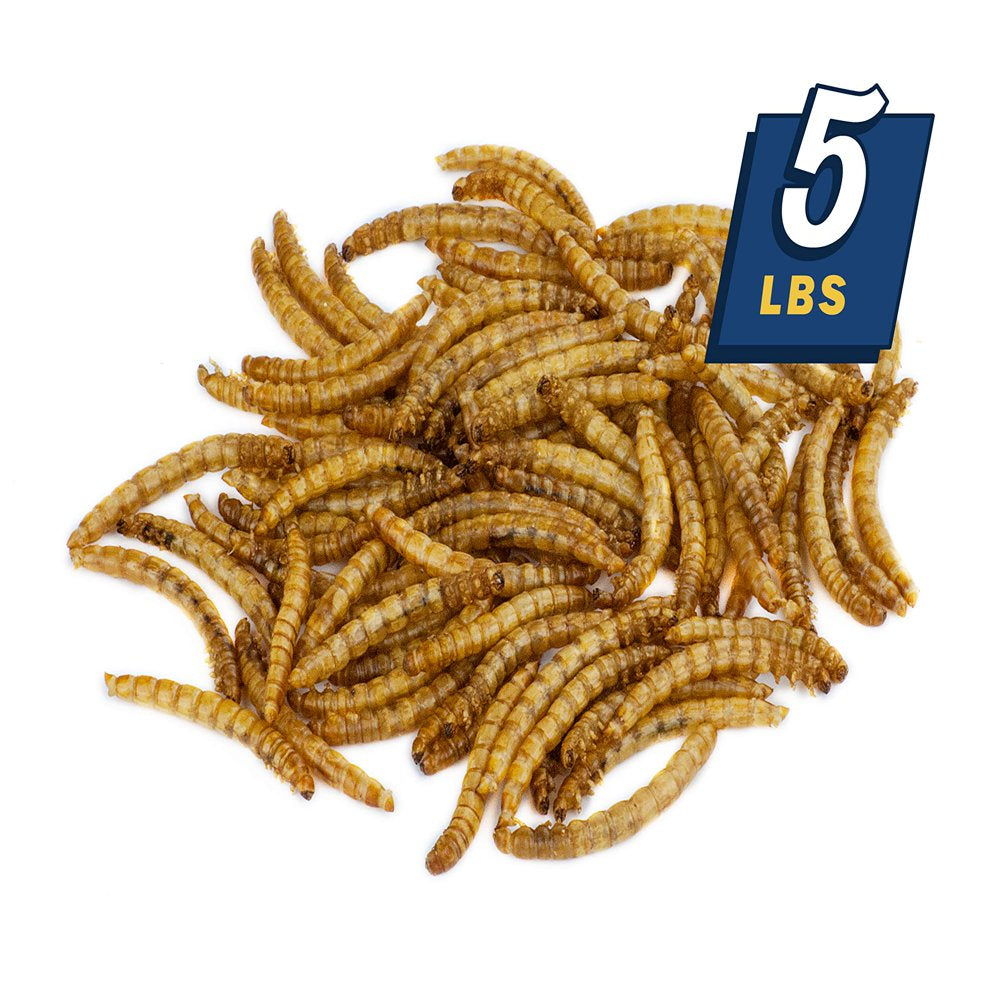 MBTP Bulk Dried Mealworms - Treats for Chickens &Amp; Wild Birds (5 Lbs) Animals & Pet Supplies > Pet Supplies > Bird Supplies > Bird Treats Mealworms by the Pound   