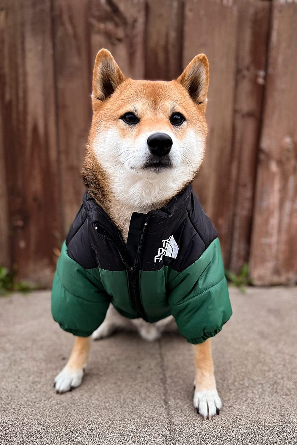 Shiba inu shop winter coat