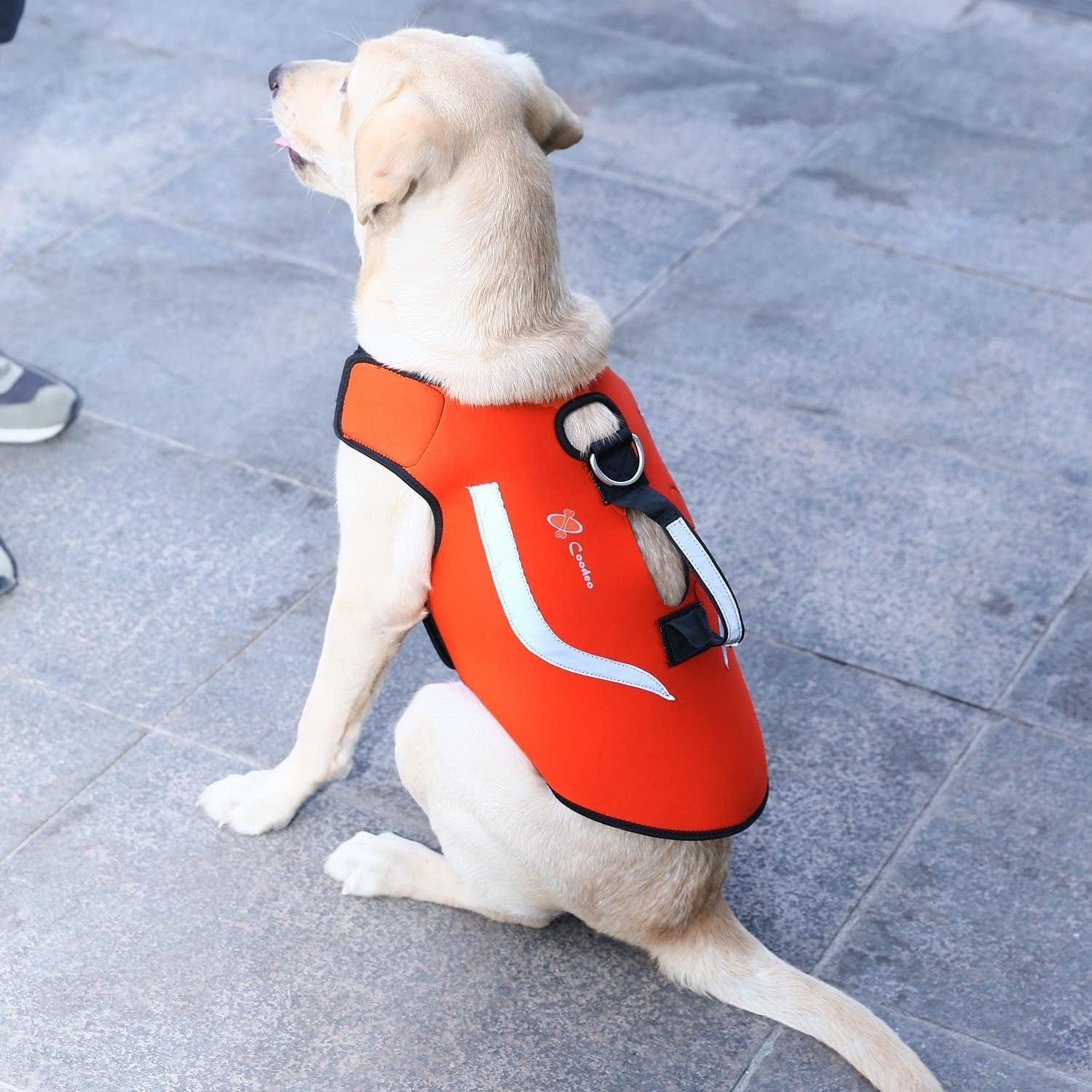 Hunting dog cheap life jacket