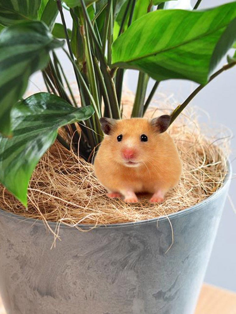 Bird'S Nest Pet Mat Coconut Fiber Birds Small Animals Nesting Hide Bedding Material Reptile Bedding Material Animals & Pet Supplies > Pet Supplies > Small Animal Supplies > Small Animal Bedding Huntermoon   