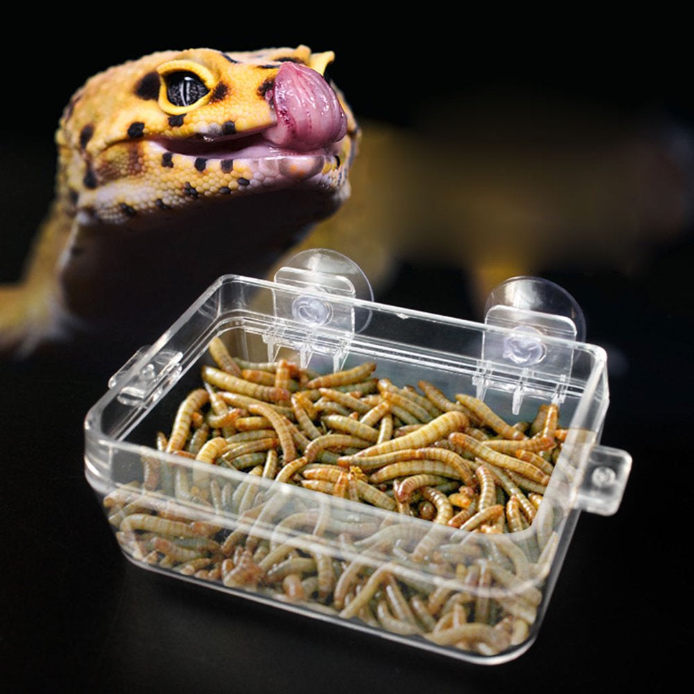 Suction Cup Reptiles Feeder Anti-Escape Amphibians Drinker Bowl Worm Container Animals & Pet Supplies > Pet Supplies > Reptile & Amphibian Supplies > Reptile & Amphibian Food unahtinr   