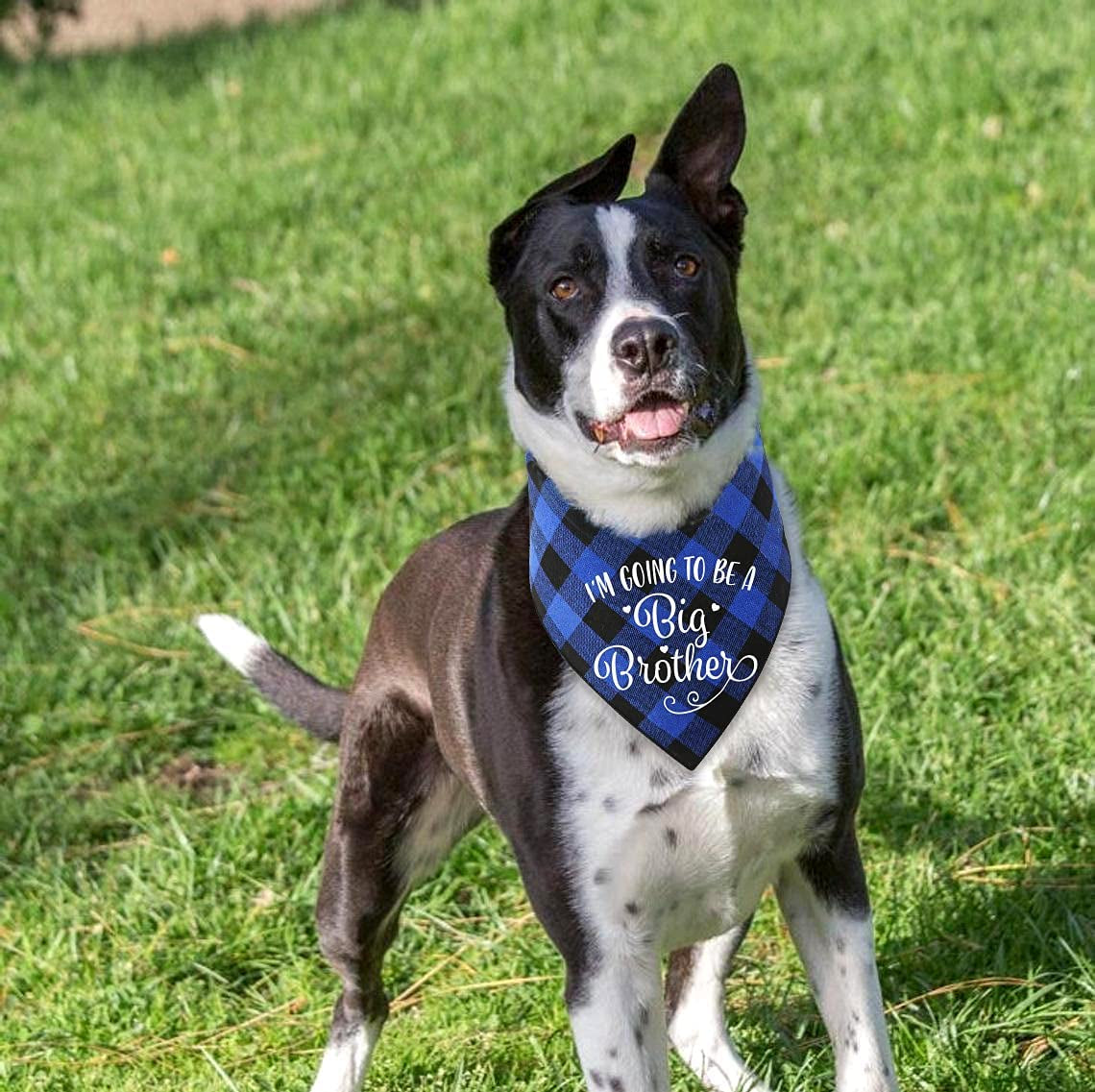 NC YHTWIN I'M Going to Be a Big Brother Dog Bandanas, Pet Baby Bulletin Plaid Dog Scarf, Gender Revealing Photo Props, Pet Dog Photo Props Accessories Animals & Pet Supplies > Pet Supplies > Dog Supplies > Dog Apparel YHTWIN   