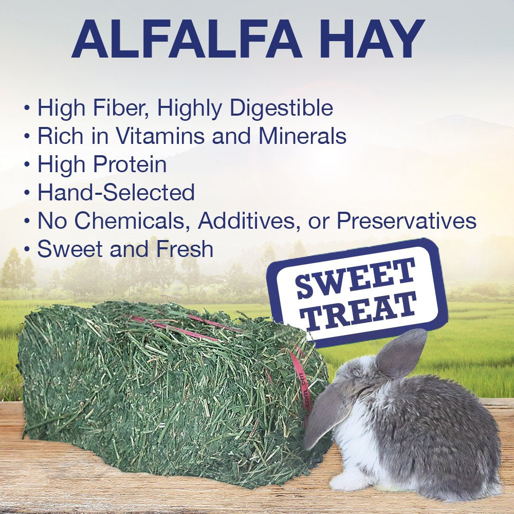 Grandpa'S Best Alfalfa Hay Mini Bale for Small Animals - 10Lb Animals & Pet Supplies > Pet Supplies > Small Animal Supplies > Small Animal Food Grandpa's Best LLC   