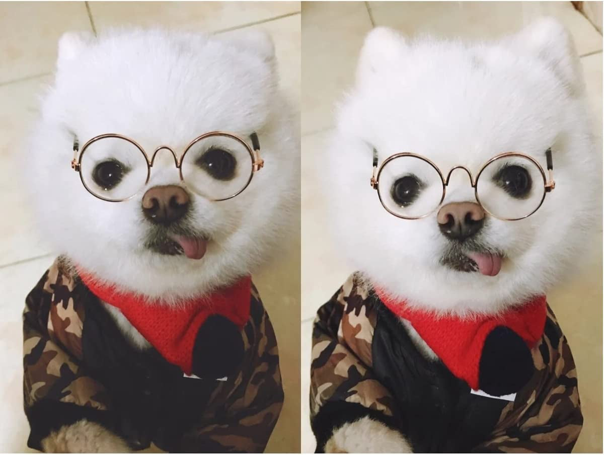 Stock Show Funny Cute Dog Cat Retro Fashion Sunglasses Mosaic Glasses Transparent Eye-Wear Protection Puppy Cat Teacher Bachelor Cosplay Glasses Pet Photos Props for Small Dog Cat, Golden Animals & Pet Supplies > Pet Supplies > Dog Supplies > Dog Apparel Stock Show   