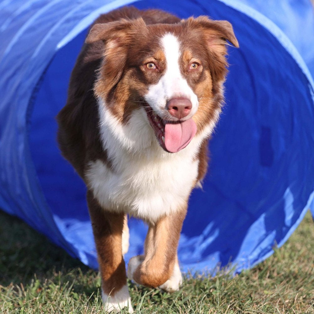 Mimu Dog Agility Equipment Obstacle Course with Small Tunnel - Weave - Jump Animals & Pet Supplies > Pet Supplies > Dog Supplies > Dog Treadmills MiMu   