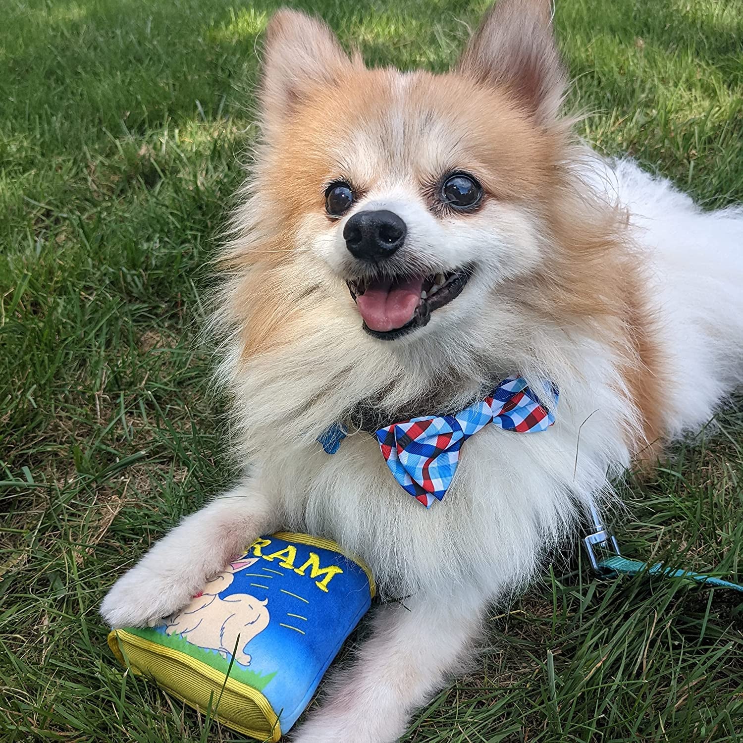 H&K Bow Tie for Pets | Picnic Check (Large) | 4Th of July Velcro Bow Tie Collar Attachment | Fun Bow Ties for Dogs & Cats | Cute, Comfortable, and Durable | Huxley & Kent Bow Tie Animals & Pet Supplies > Pet Supplies > Dog Supplies > Dog Apparel Huxley & Kent   