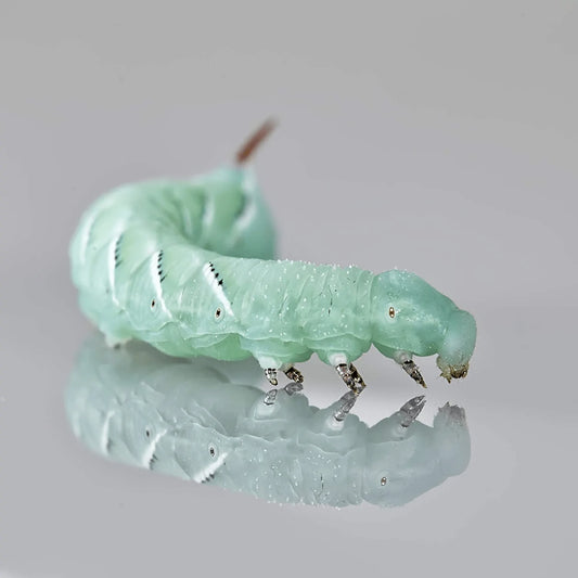 Dbdpet Premium 140+ Bulk Live Hornworms (6 Cups of 20-30Ct Enough Food to Grow to Half Size 2") - Food for Bearded Dragons, Leopard Geckos, Frogs, Chameleons, Tegus, and Other Reptiles! Animals & Pet Supplies > Pet Supplies > Reptile & Amphibian Supplies > Reptile & Amphibian Food DBDPet   
