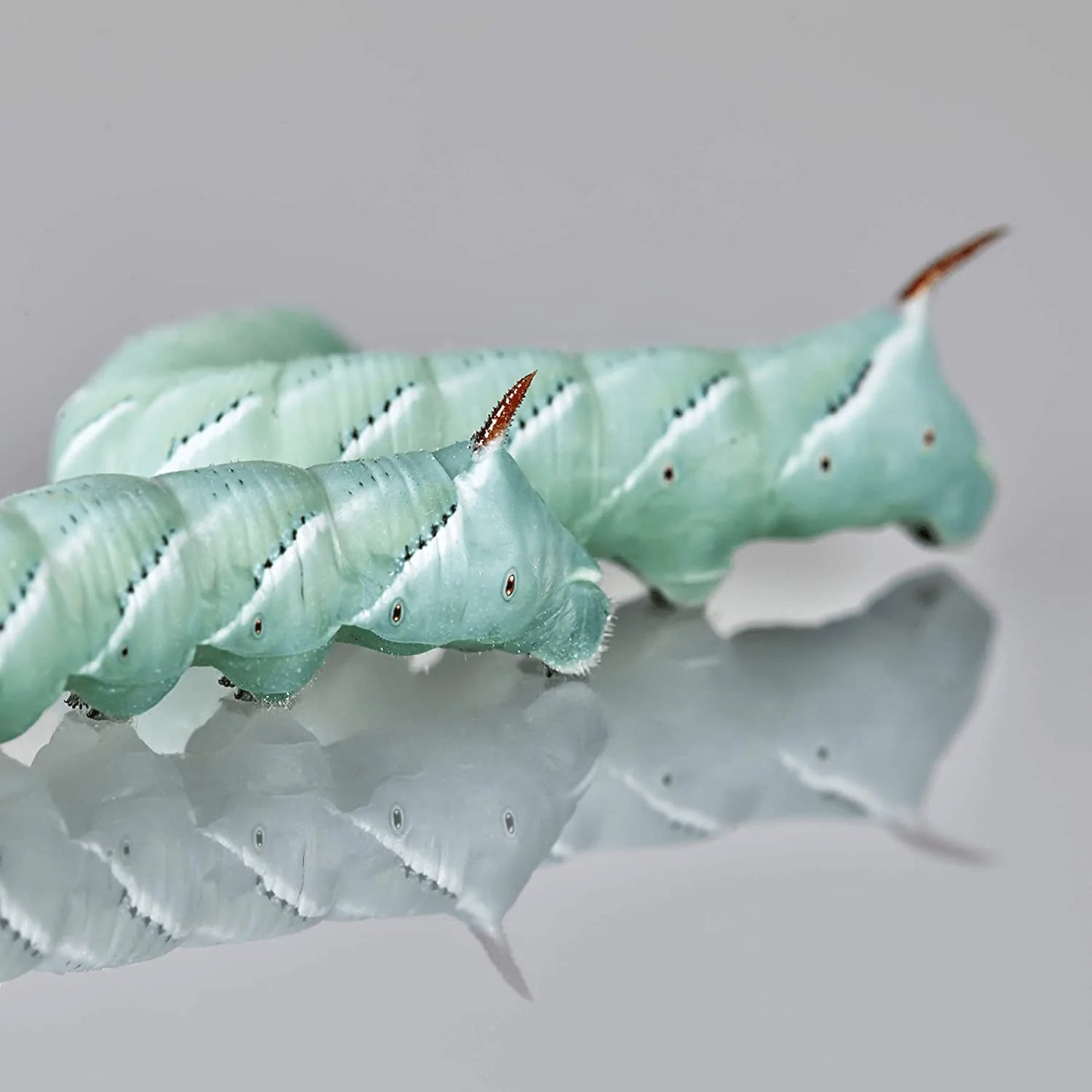 Dbdpet Premium 140+ Bulk Live Hornworms (6 Cups of 20-30Ct Enough Food to Grow to Half Size 2") - Food for Bearded Dragons, Leopard Geckos, Frogs, Chameleons, Tegus, and Other Reptiles! Animals & Pet Supplies > Pet Supplies > Reptile & Amphibian Supplies > Reptile & Amphibian Food DBDPet   