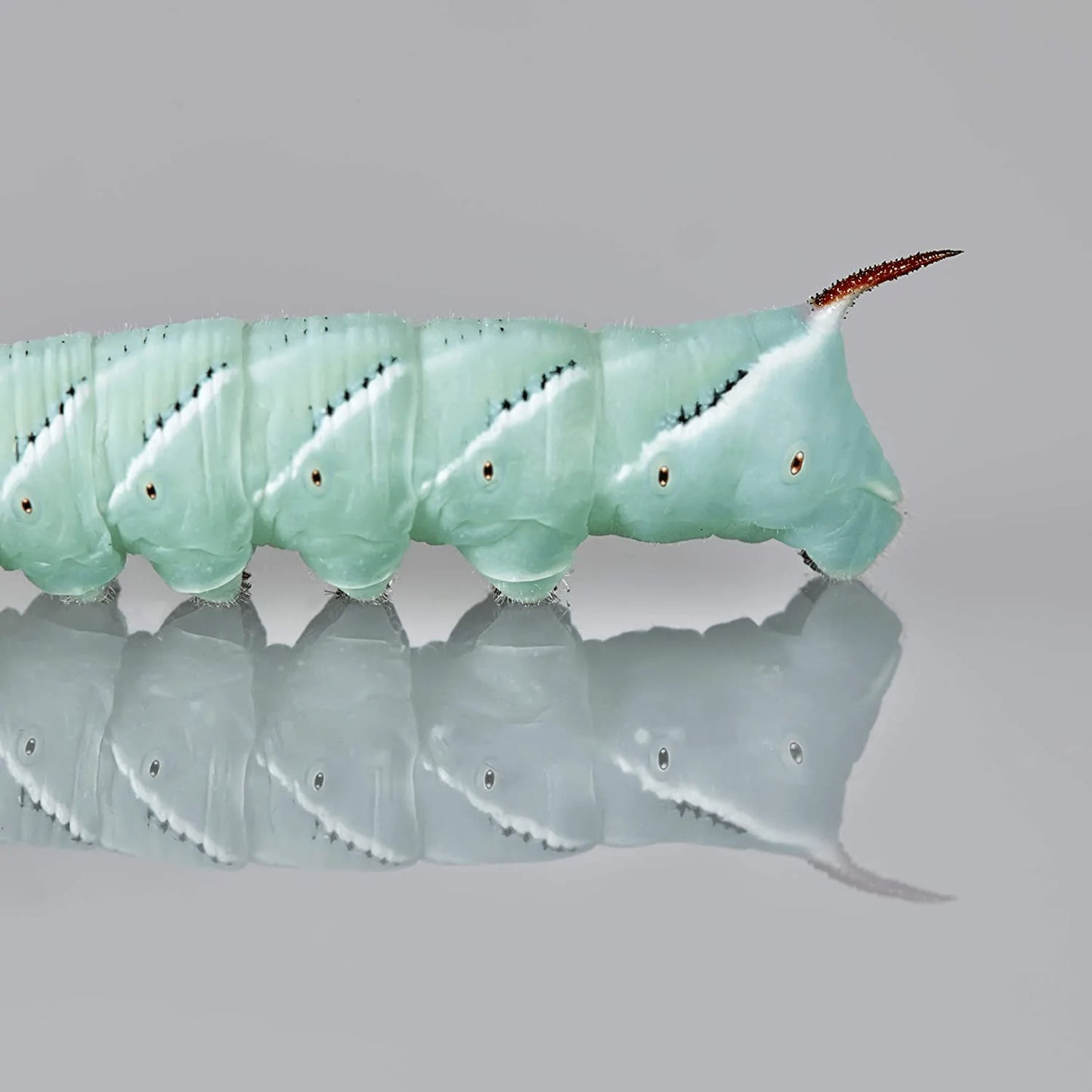 Dbdpet Premium 140+ Bulk Live Hornworms (6 Cups of 20-30Ct Enough Food to Grow to Half Size 2") - Food for Bearded Dragons, Leopard Geckos, Frogs, Chameleons, Tegus, and Other Reptiles! Animals & Pet Supplies > Pet Supplies > Reptile & Amphibian Supplies > Reptile & Amphibian Food DBDPet   