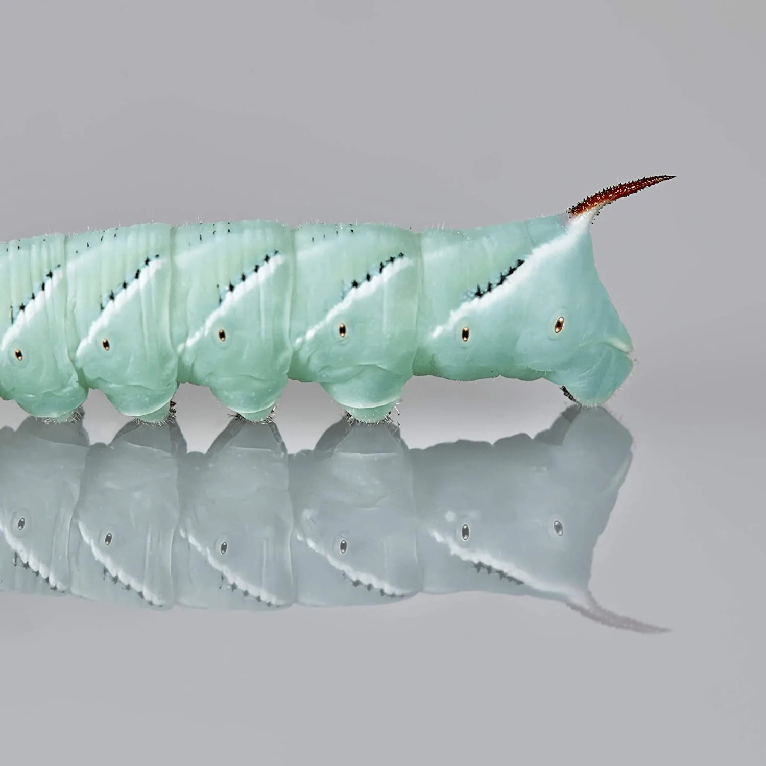 Dbdpet Premium 140+ Bulk Live Hornworms (6 Cups of 20-30Ct Enough Food to Grow to Half Size 2") - Food for Bearded Dragons, Leopard Geckos, Frogs, Chameleons, Tegus, and Other Reptiles! Animals & Pet Supplies > Pet Supplies > Reptile & Amphibian Supplies > Reptile & Amphibian Food DBDPet   