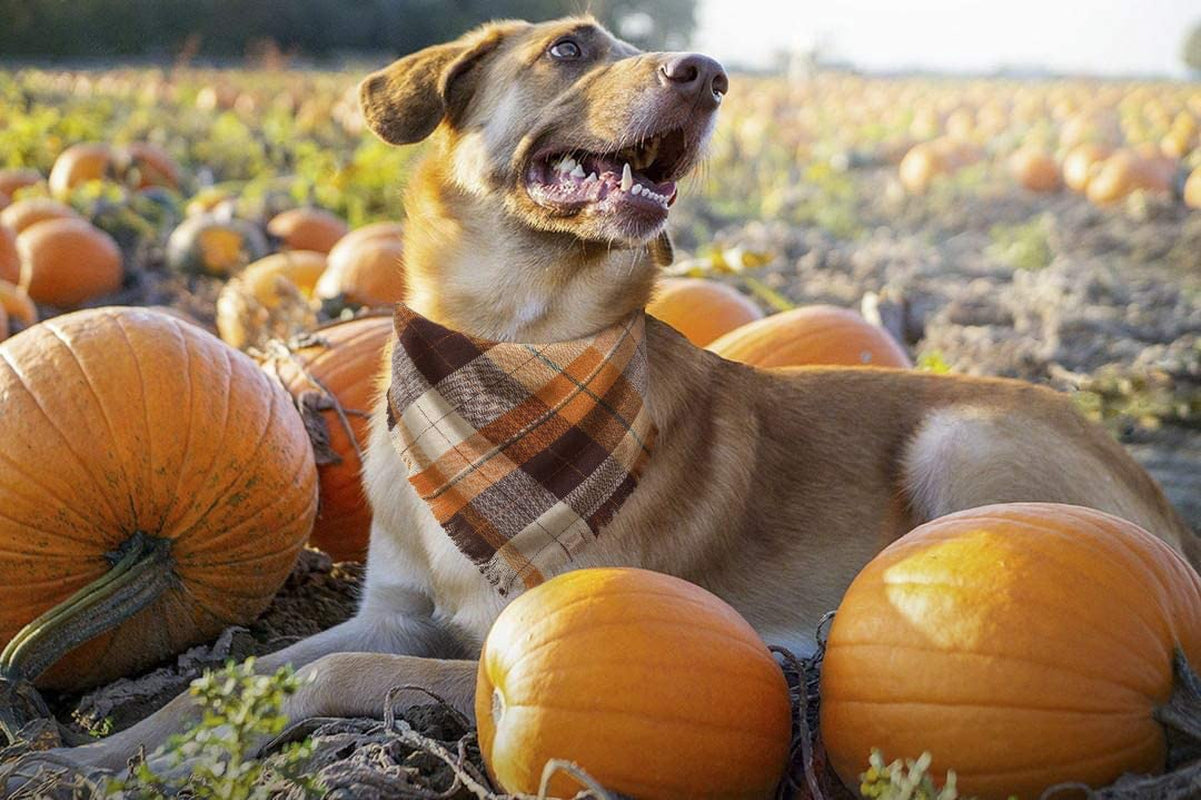 Fall Dog Bandana - Set of 2 Washable Reversible Square Plaid Pet Kerchief Scarf for Halloween Animals & Pet Supplies > Pet Supplies > Dog Supplies > Dog Apparel Pawskido   