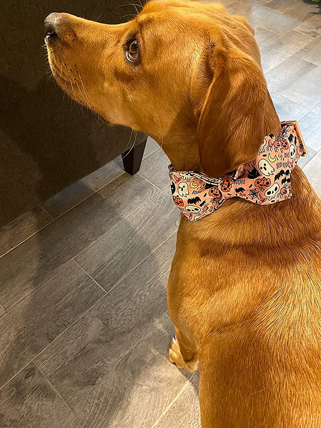 Elegant Little Tail Dog Collar with Bow - Fall Dog Collar Halloween Pumpkin Bow Girl Boy Pet Collar Soft Dog Bowtie Collars for Large Dogs Animals & Pet Supplies > Pet Supplies > Dog Supplies > Dog Apparel Elegant little tail   