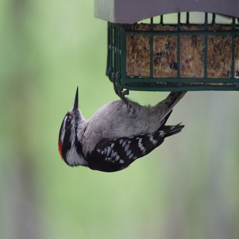Heath Outdoor Products Wild Bird Suet Cake Woodpecker Bird Food Peanut and Almond Suet, (12 Pack)